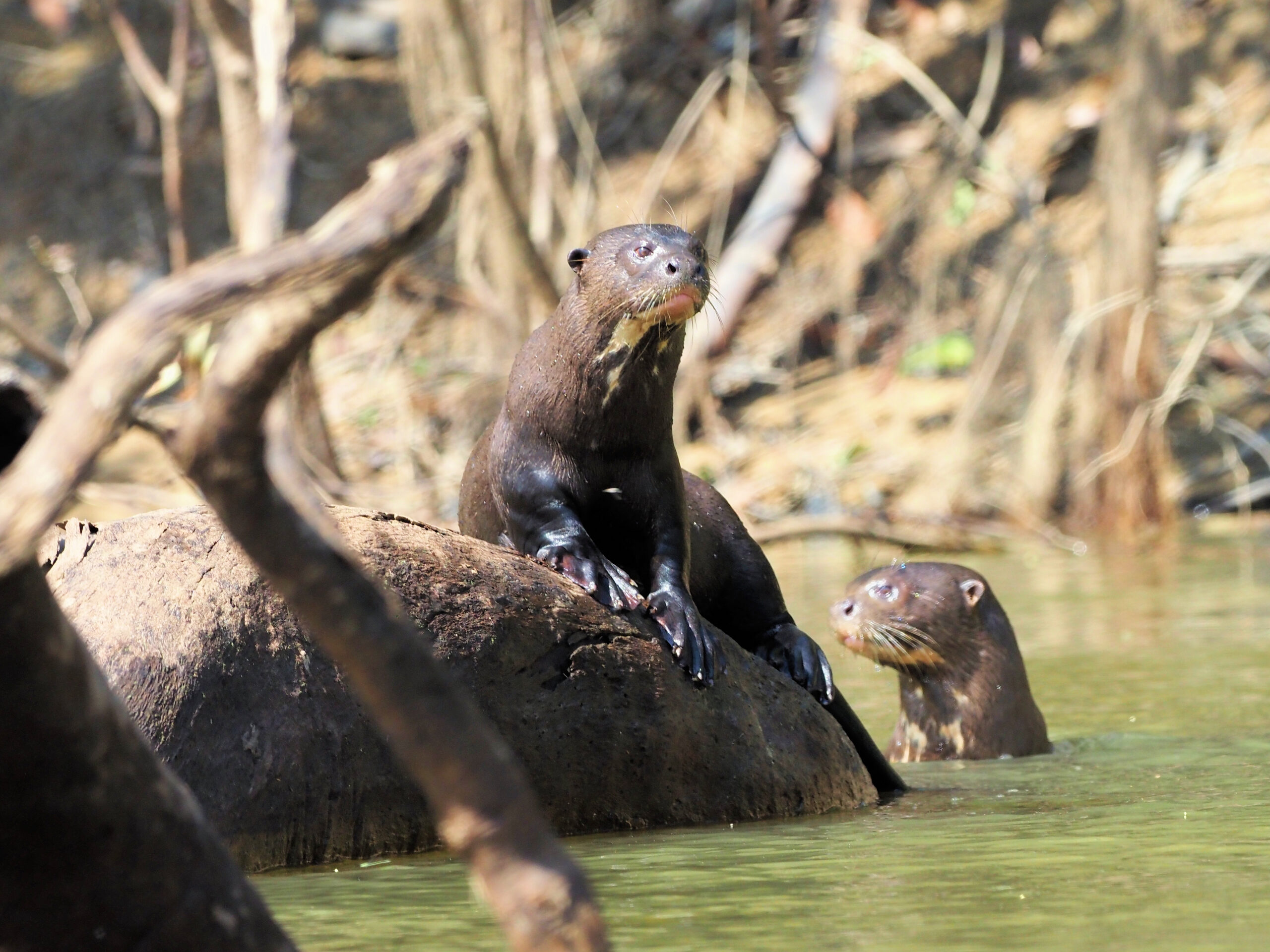 Giant Otters were found on four occasions with the group enjoying some amazingly close encounters © Chris Collins Sept 2023