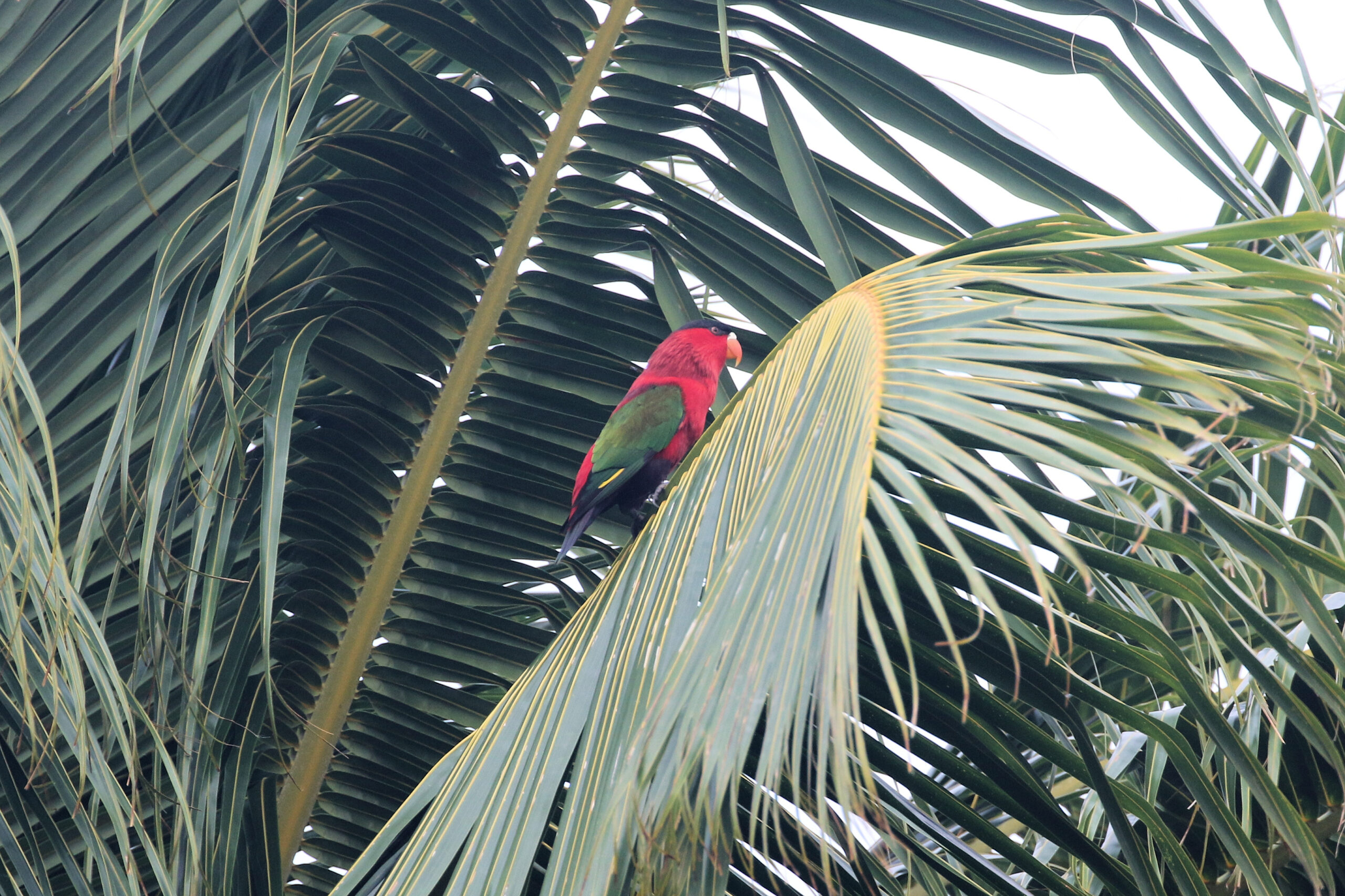 Purple-Bellied Lory is a relatively range-restricted parrot that occurs on a number of islands included in this itinerary © Chris Collins