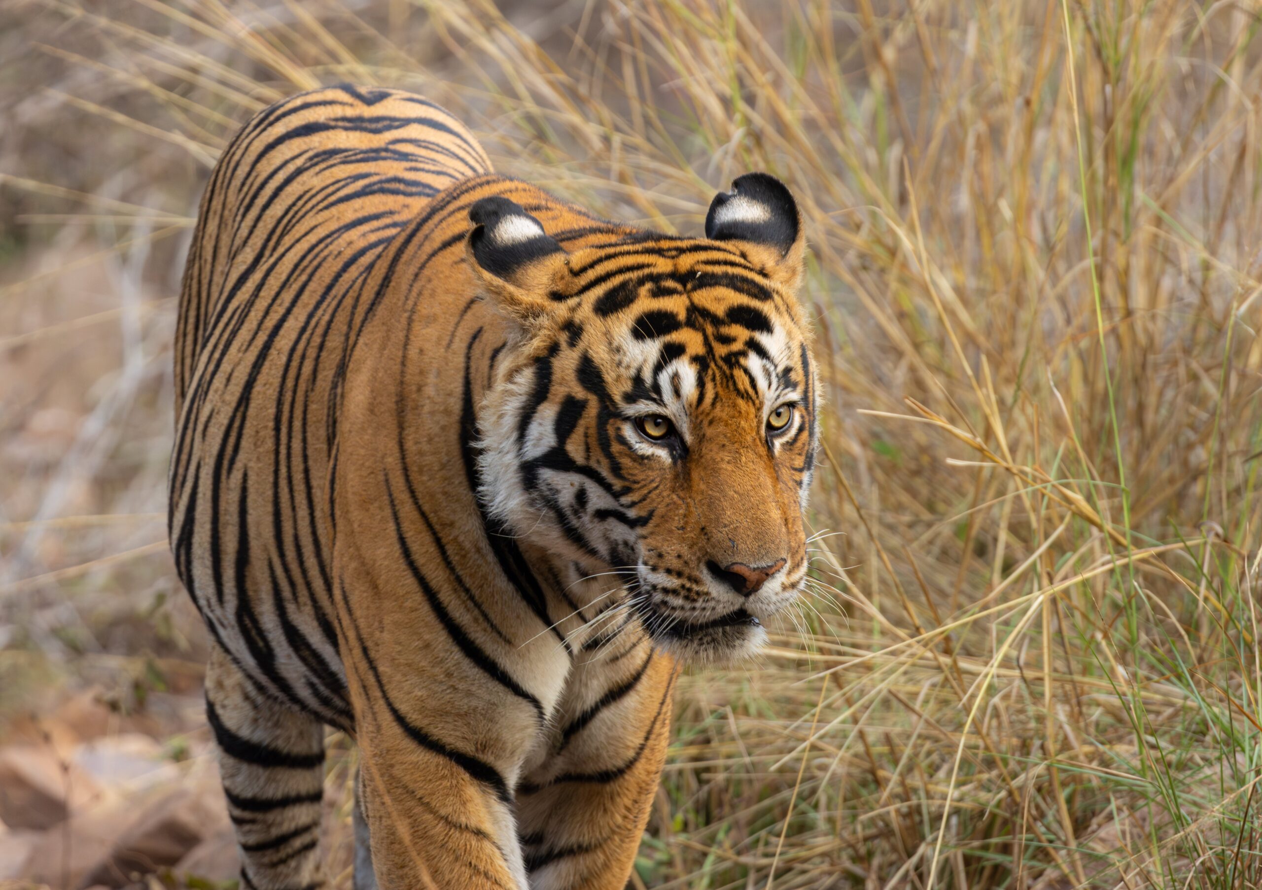 Tiger © Fernando Enrique Navarrete