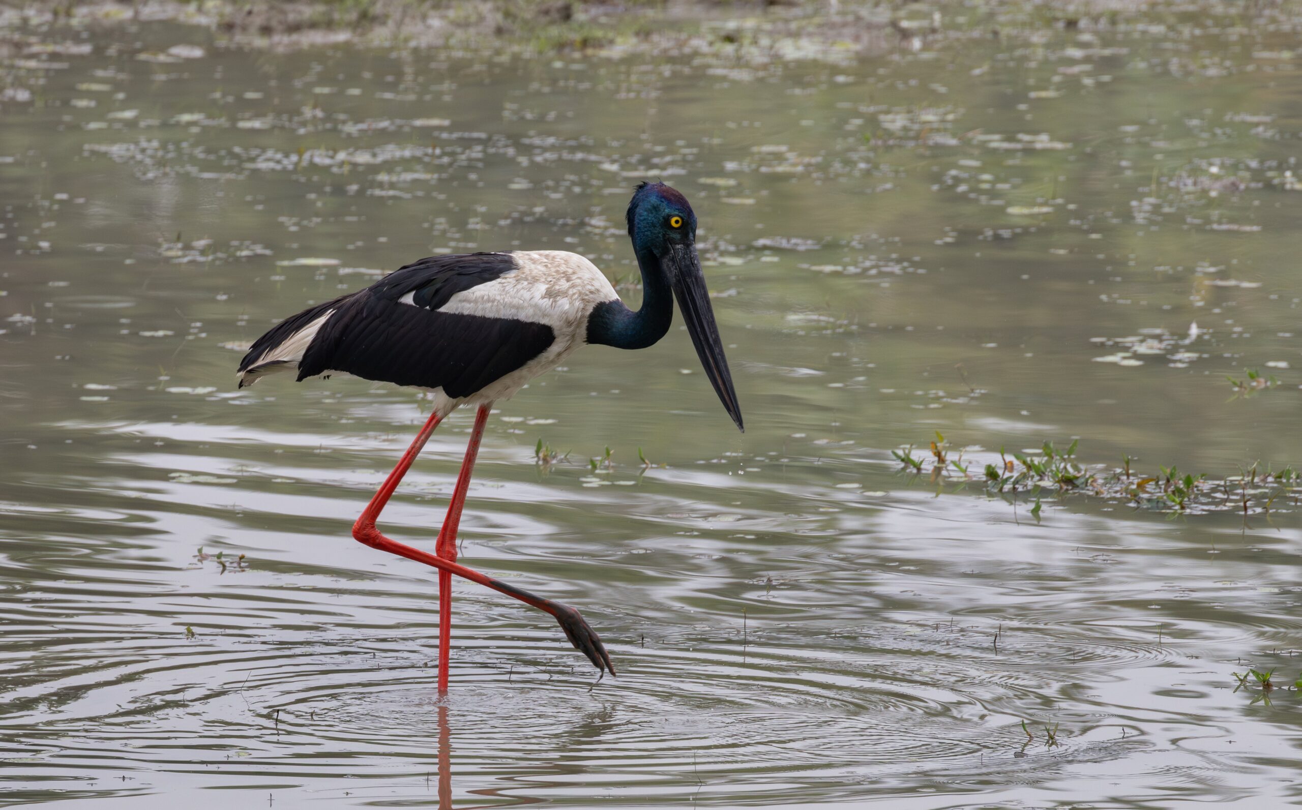 Black-necked Stork © Fernando Enrique Navarrete