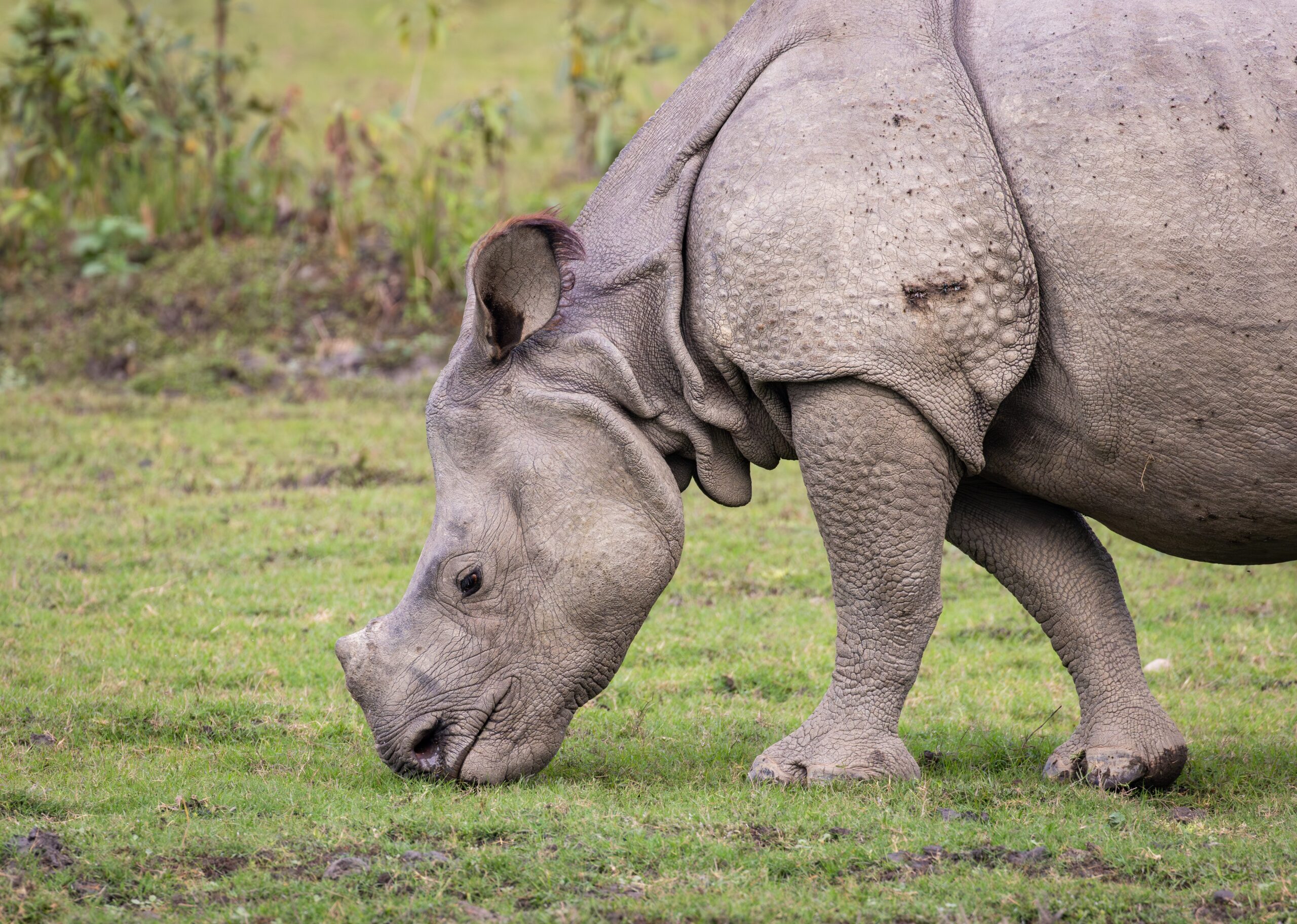 Greater One-horned Rhinoceros © Fernando Enrique Navarrete