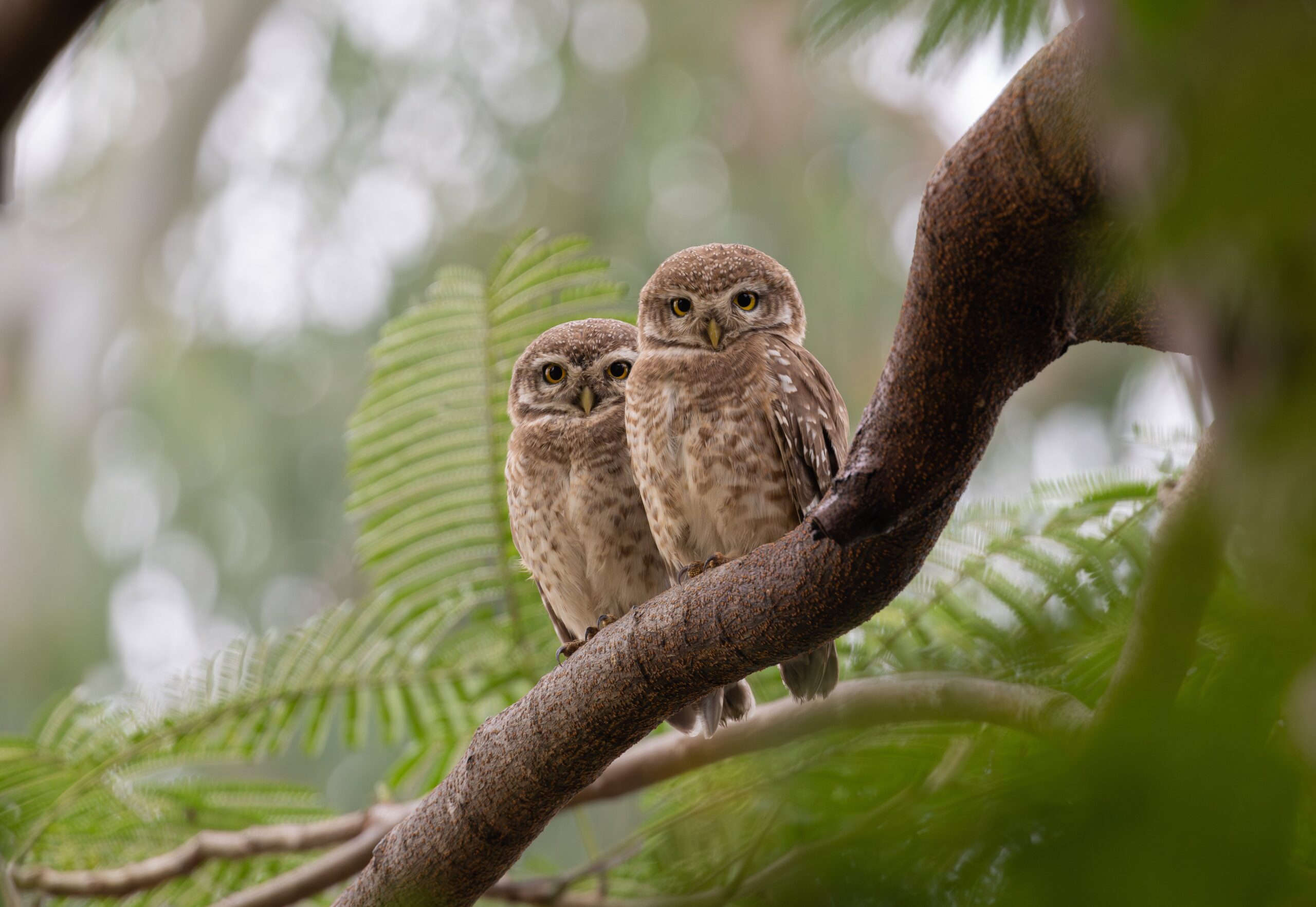 Spotted Owlet © Fernando Enrique Navarrete