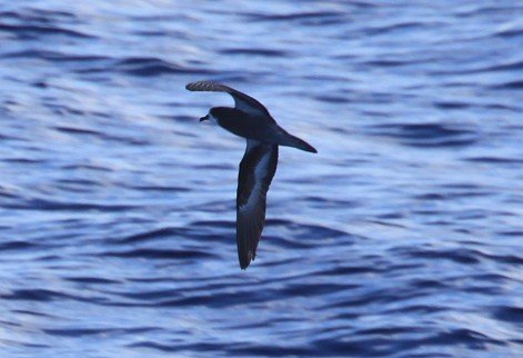 Magnificent Petrel - this bird was photographed over a seamount north of Norfolk Island and is probably the first record for Australia © Chris Collins