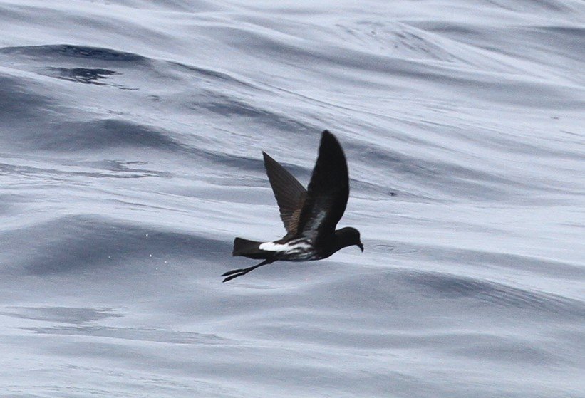 New Caledonian Storm Petrel was first seen on the West Pacific Odyssey in 2008 and is now considered to be the same as a bird collected c200 years ago near Samoa © Chris Collins