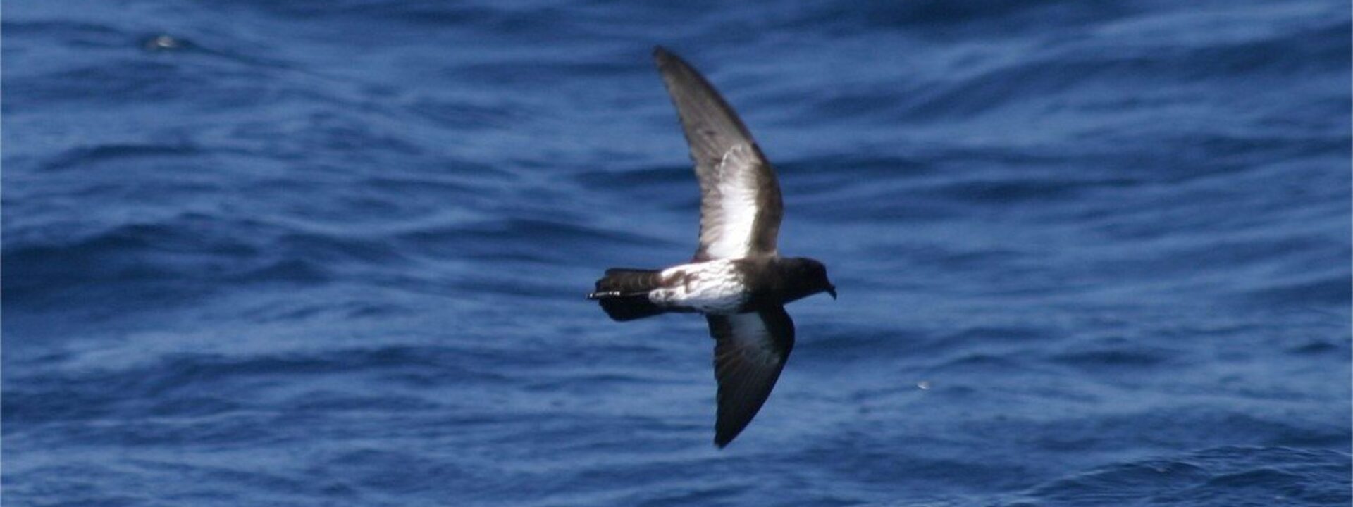 New Zealand Storm-petrel - this critically endangered bird was only rediscovered in 2003 but has been seen on every WPO voyage departing from North Island © Chris Collins