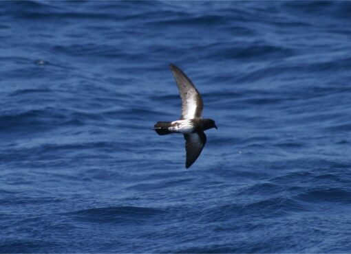 New Zealand Storm-petrel - this critically endangered bird was only rediscovered in 2003 but has been seen on every WPO voyage departing from North Island © Chris Collins