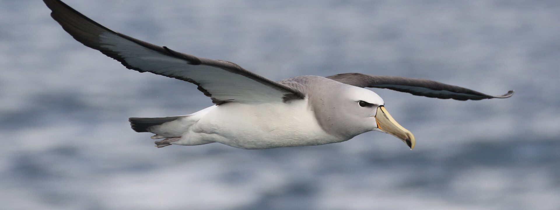 Salvin's Albatross - almost the entire world population of this species breeds on the Bounty Islands © Chris Collins