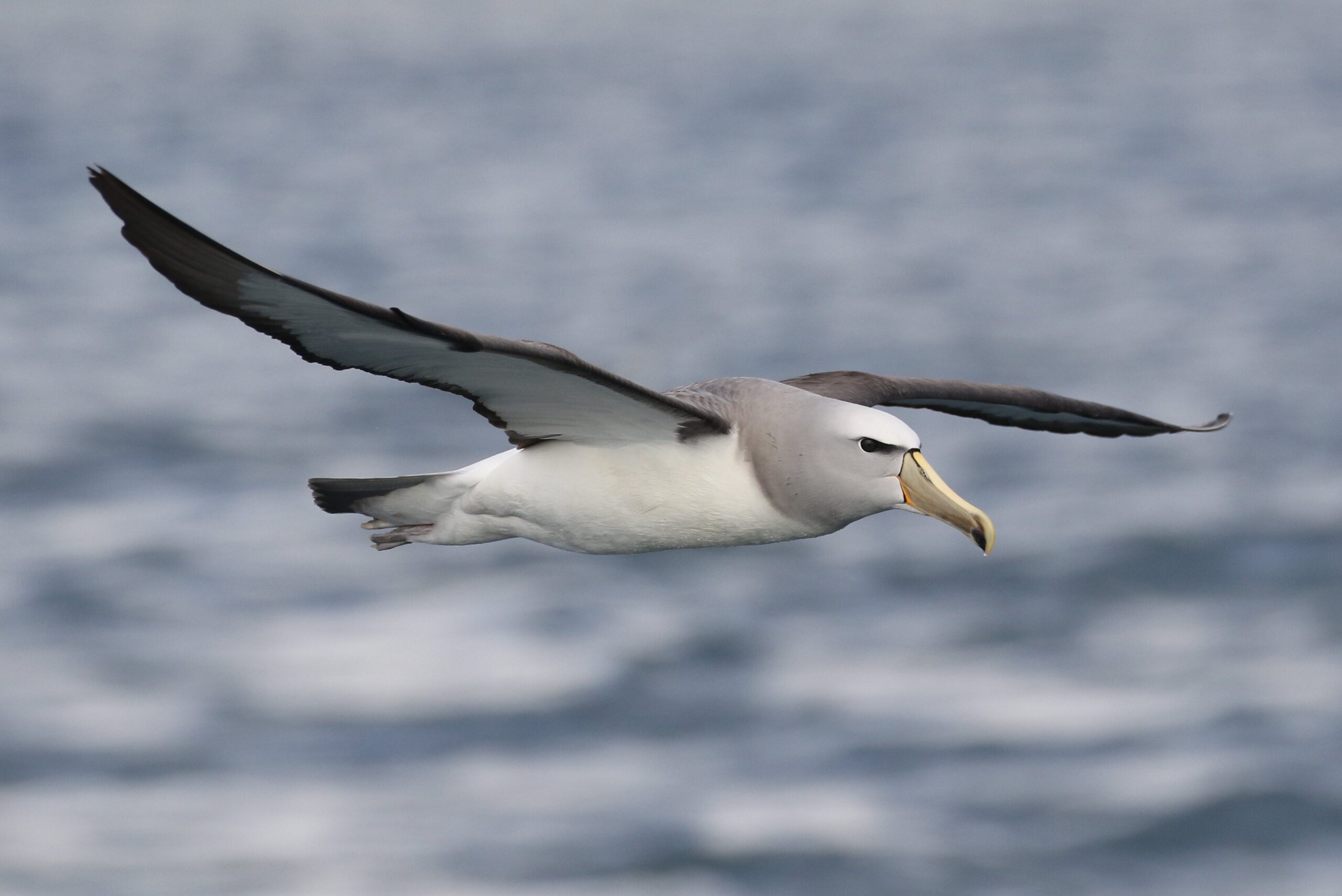 Salvin's Albatross - almost the entire world population of this species breeds on the Bounty Islands © Chris Collins