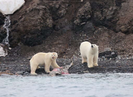 Polar Bears, Northern Svalbard © Chris Collins, June 2024