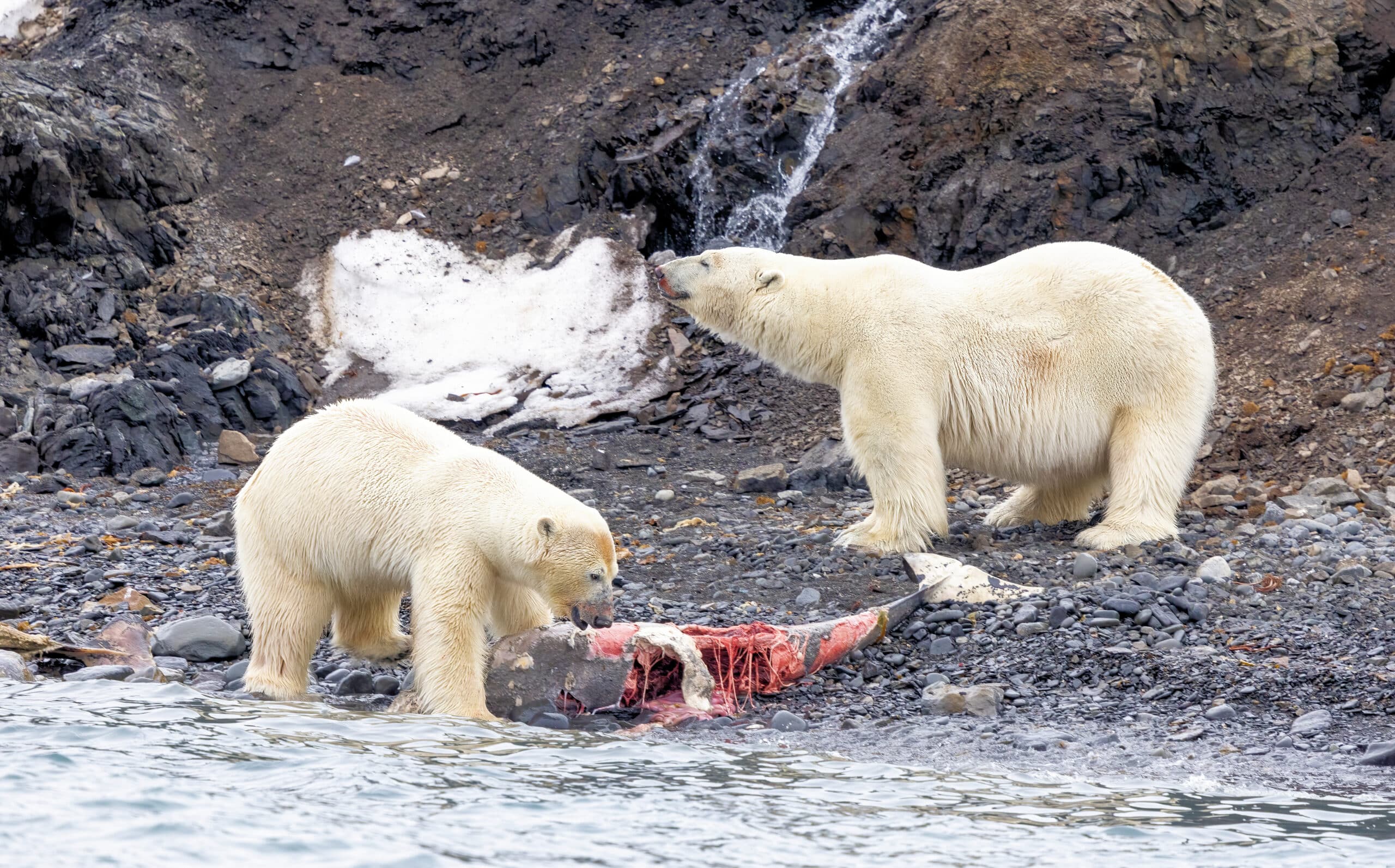 Polar Bears, Northern Svalbard © Chris Collins, June 2024
