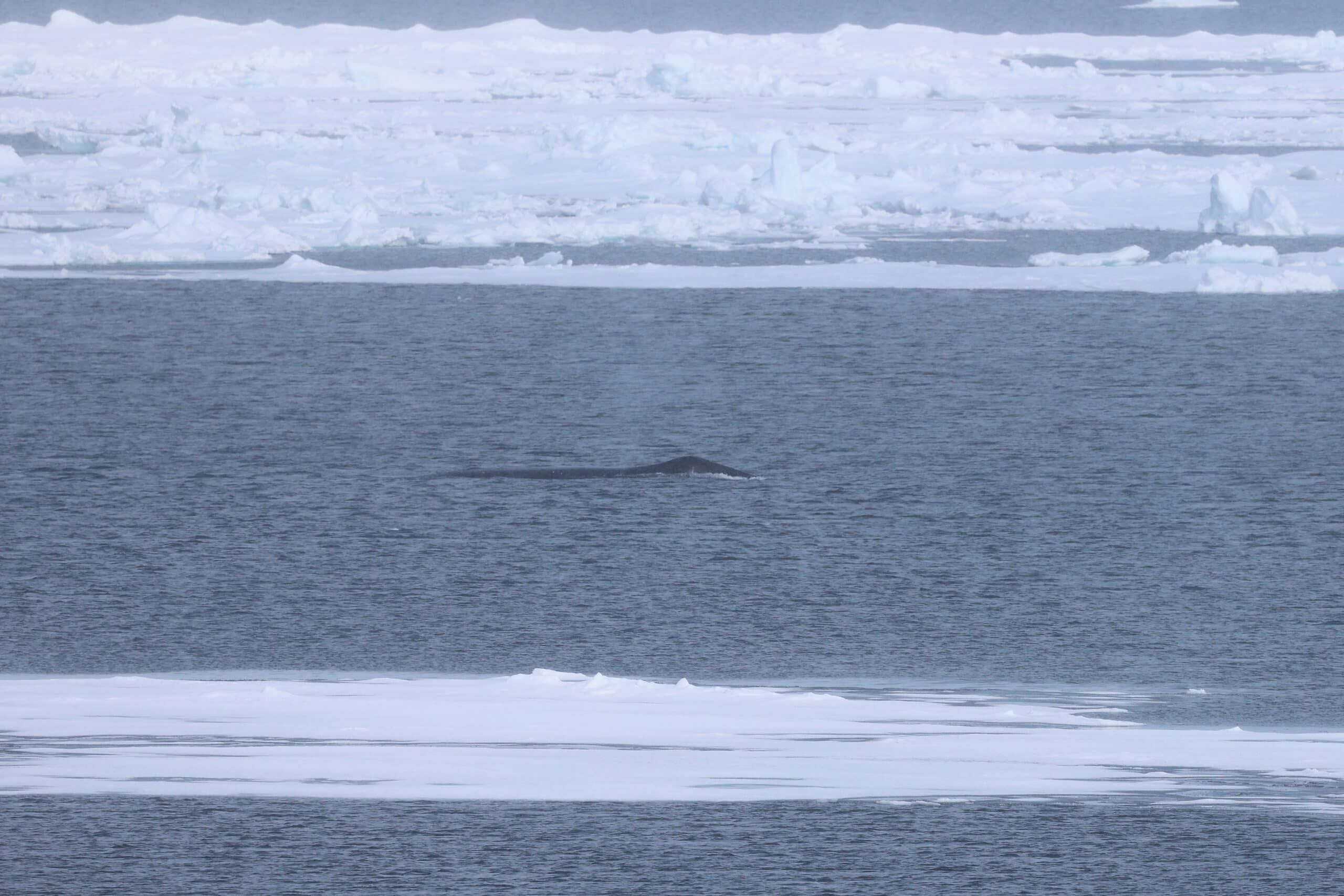 Bowhead Whale, north of Svalbard in the Pack Ice © Chris Collins June 2024
