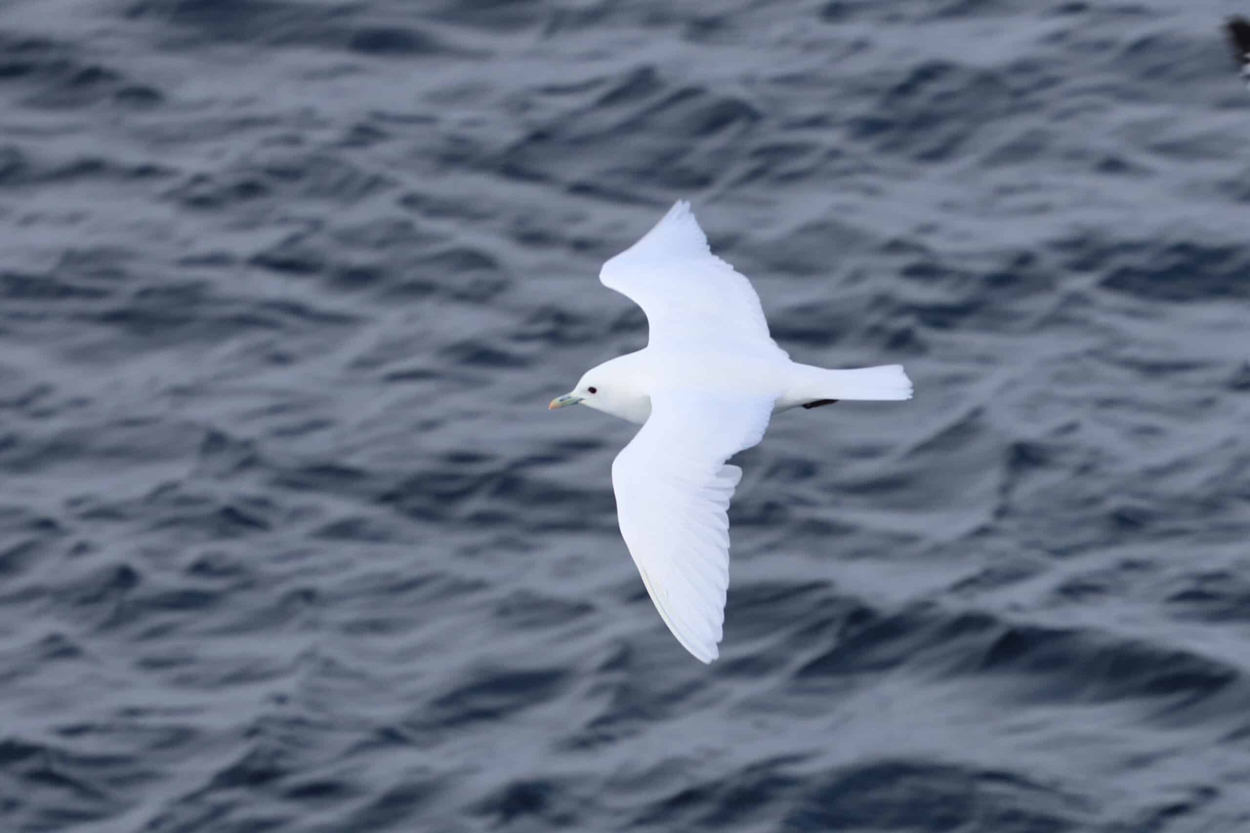 Ivory Gull, north of Svalbard in the Pack Ice © Chris Collins June 2024