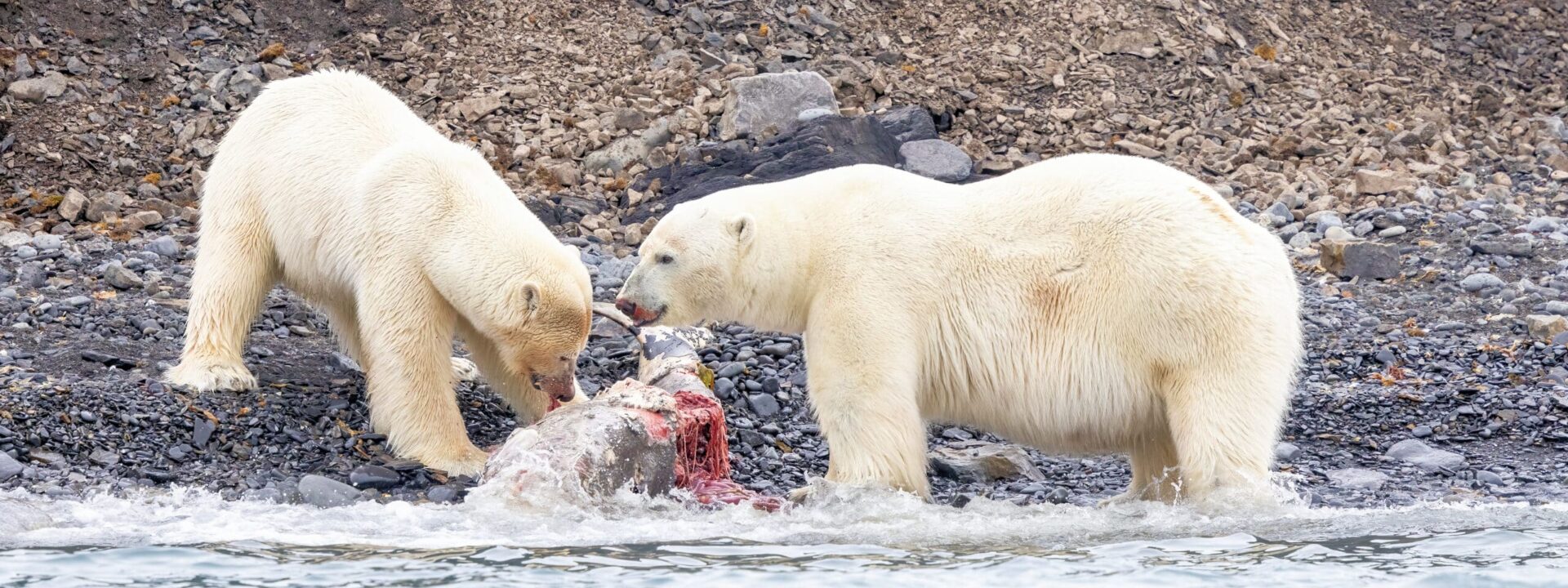 Polar Bears, Northern Svalbard © Chris Collins, June 2024