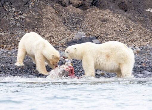 Polar Bears, Northern Svalbard © Chris Collins, June 2024