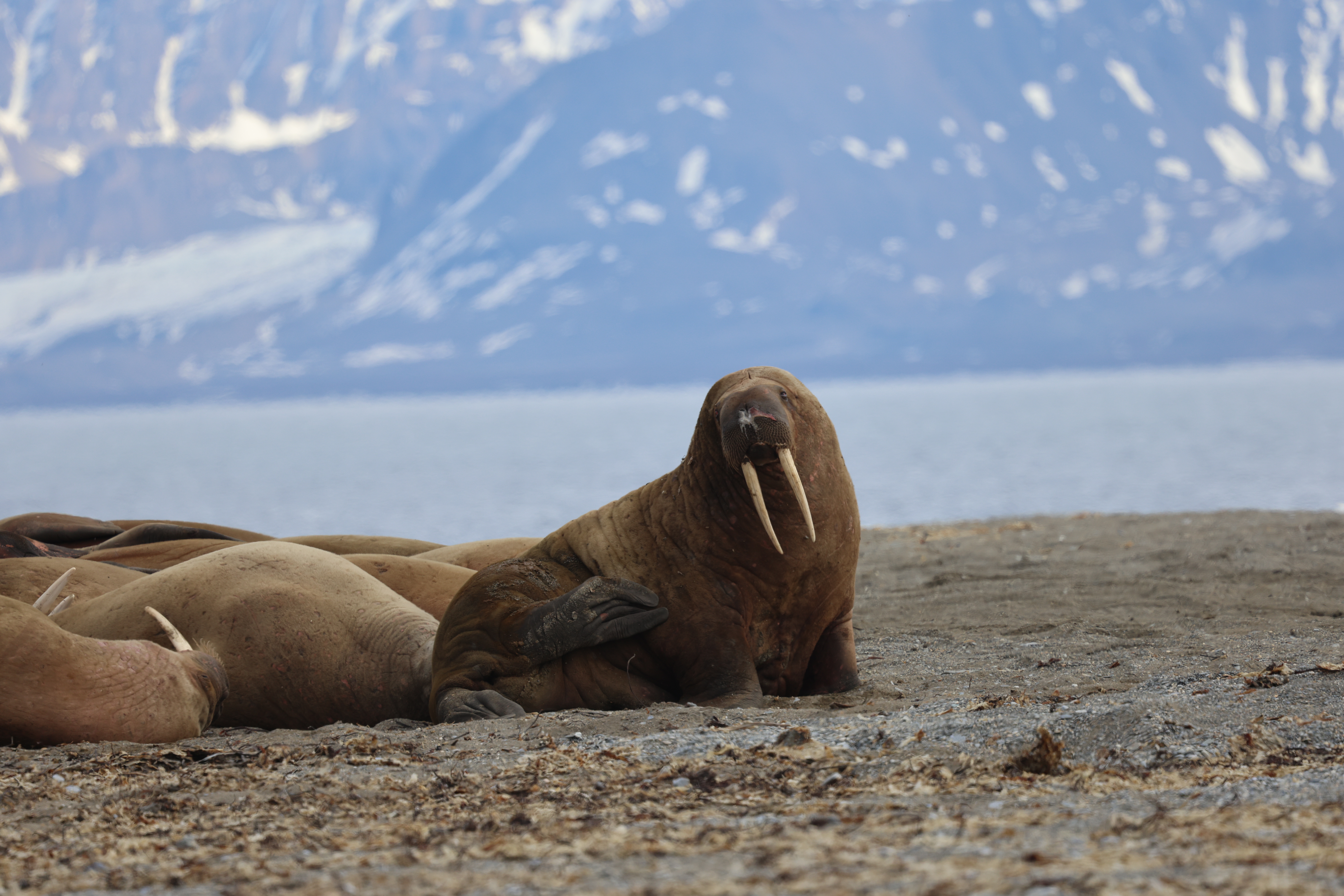 Walrus, Svalbard © Chris Collins June 2024