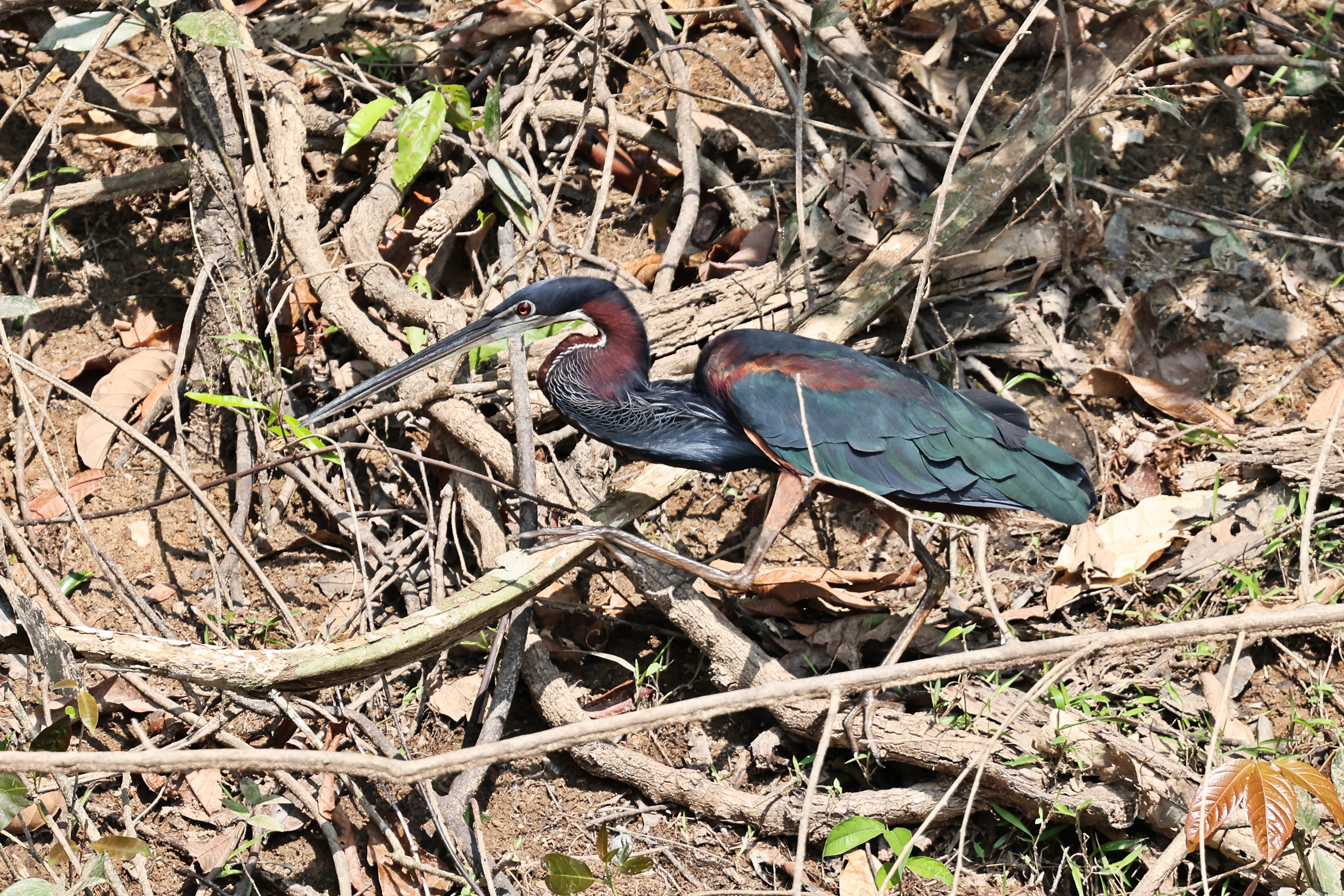 Agami Heron © Chris Collins Sept 2024