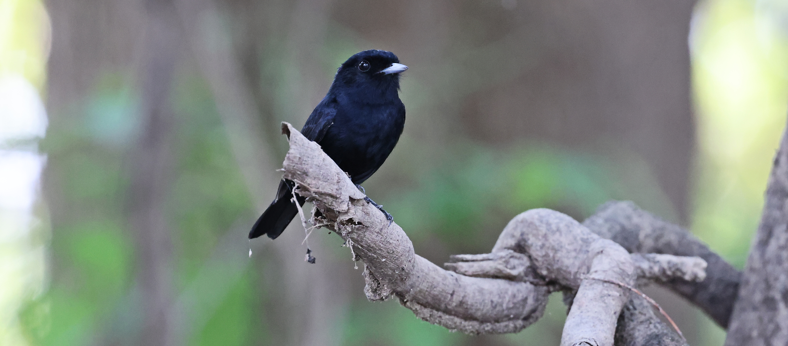 Amazonian Black Tyrant © Chris Collins Sept 2024