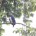 Harpy Eagle, Rio Negro, September 2024 © Chris Collins