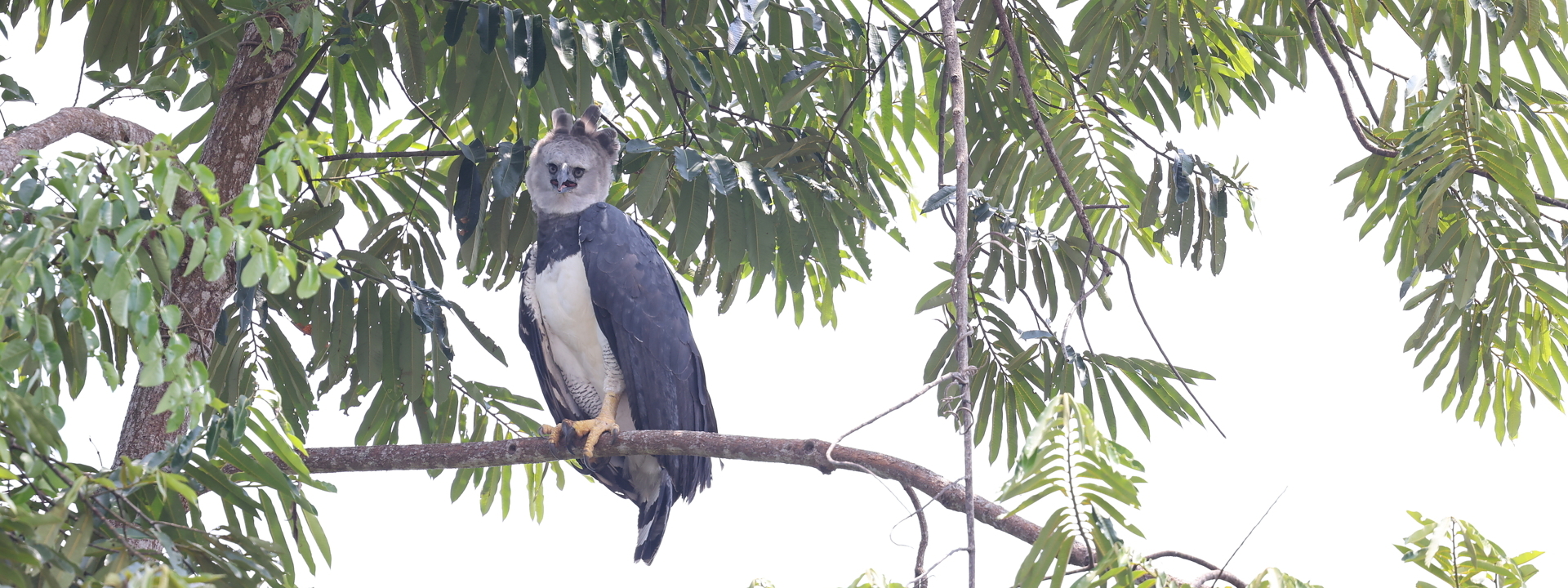 Harpy Eagle, Rio Negro, September 2024 © Chris Collins