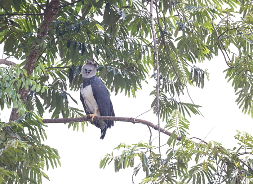 Harpy Eagle, Rio Negro, September 2024 © Chris Collins