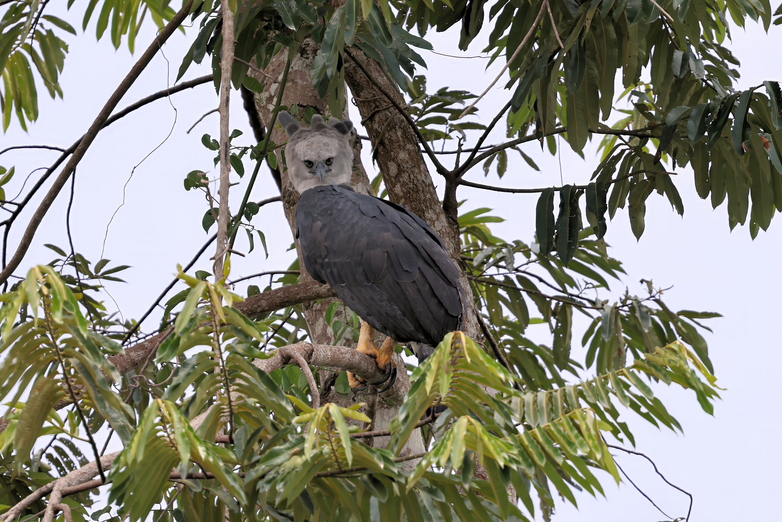 Adult Harpy Eagle along Rio Negro © Chris Collins Sept 2024