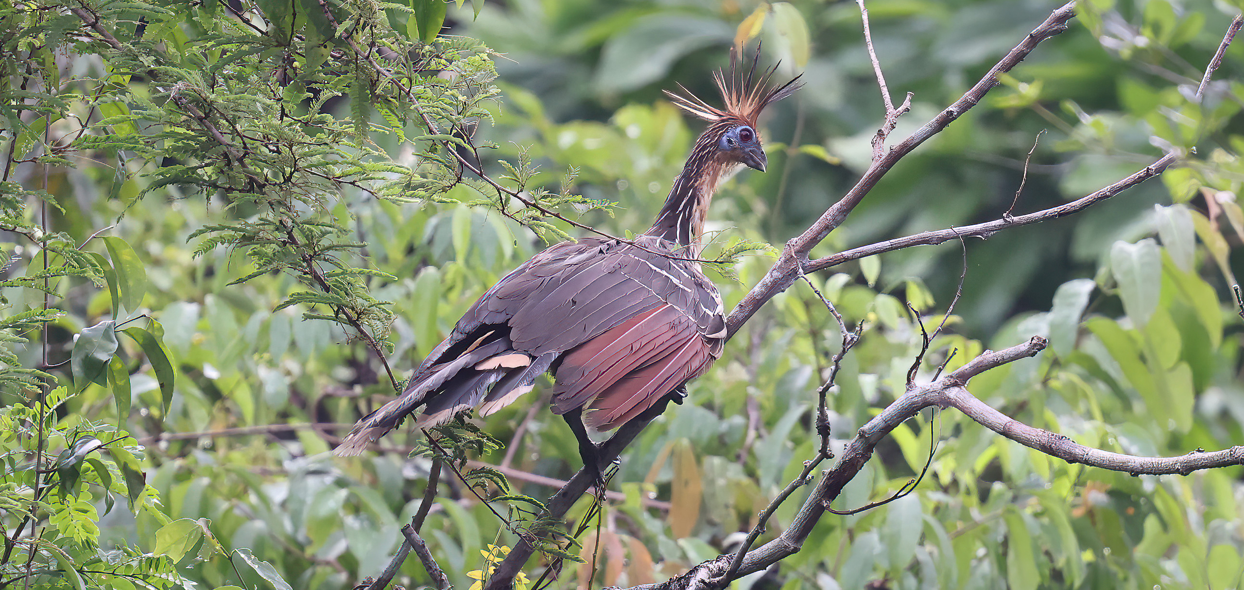 Hoatzin © Chris Collins Sept 2024