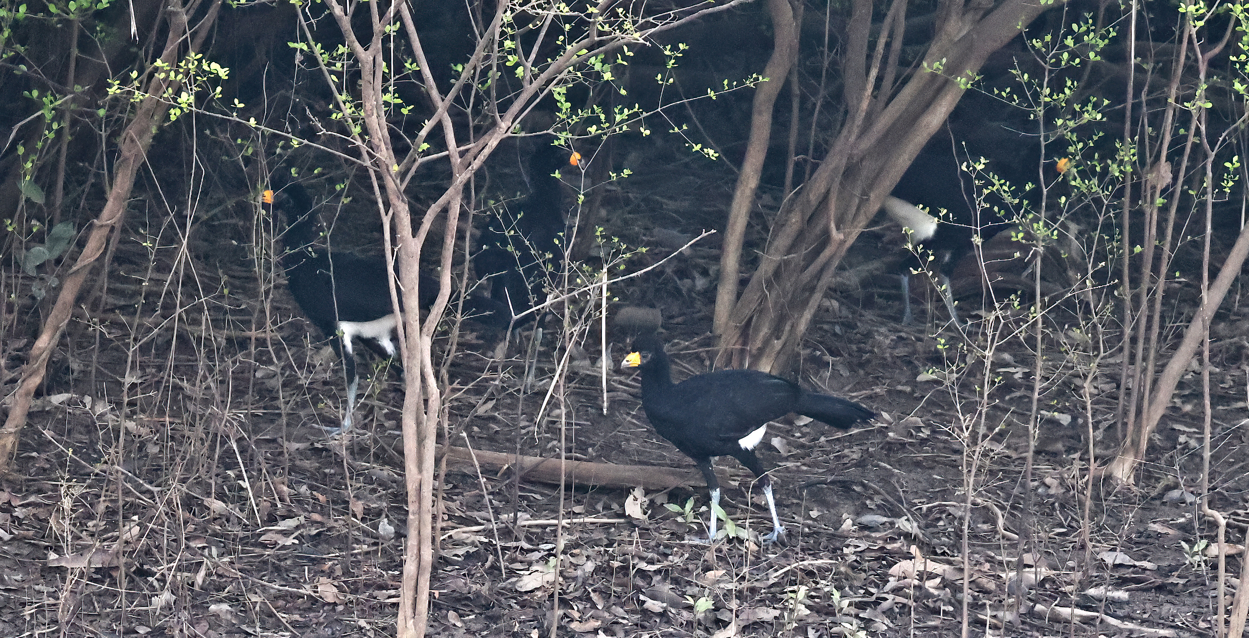 Black Curassows © Chris Collins Sept 2024