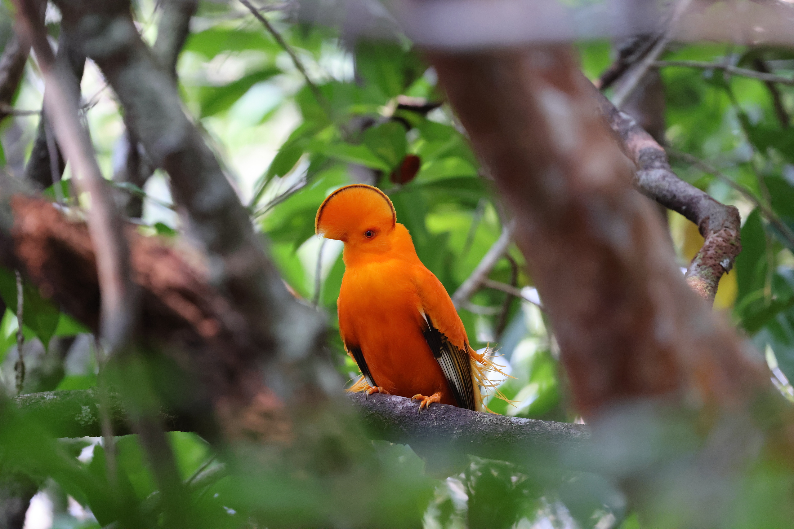 Guianan Cock-of-the-Rock © Chris Collins Sept 2024