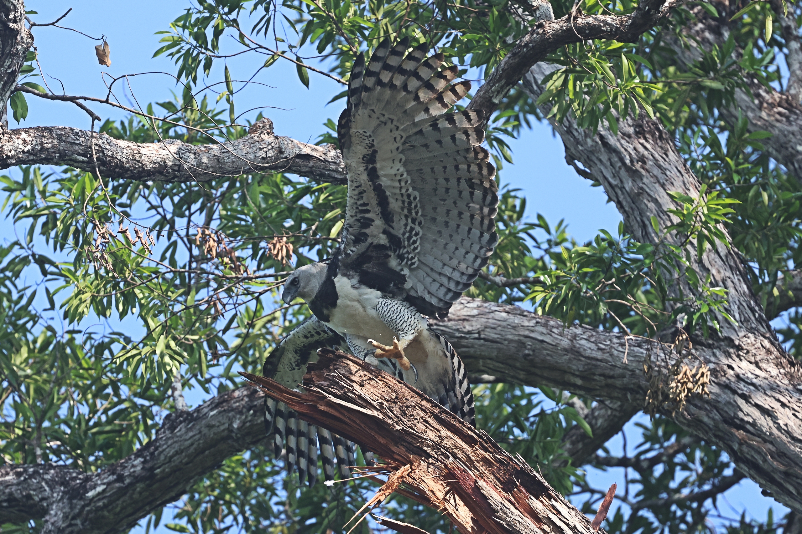 Adult Harpy Eagle close to nest near Presidente Figueiredo © Chris Collins Sept 2024