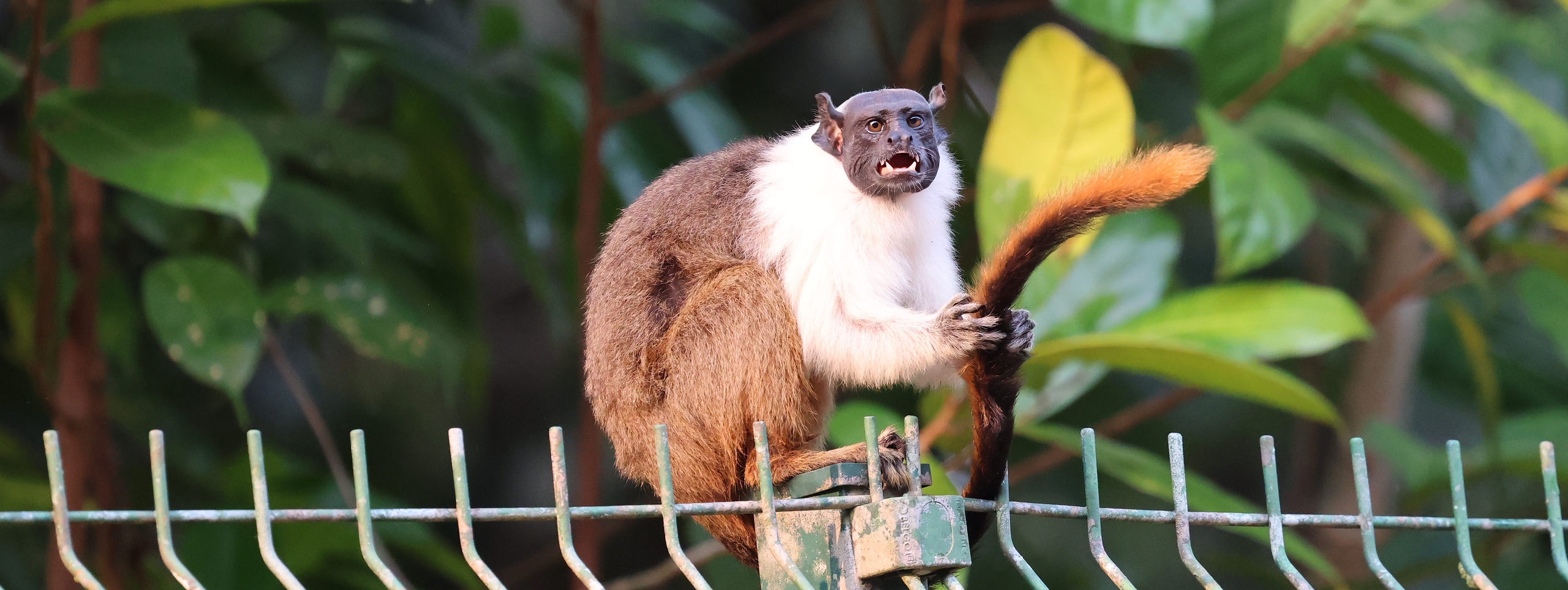 Pied Tamarin © Chris Collins