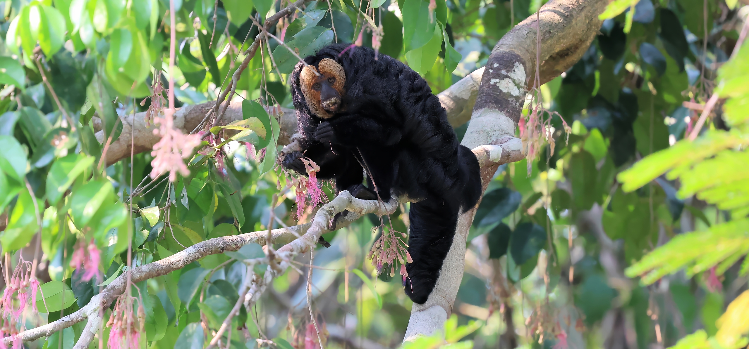 Golden-faced Saki © Chris Collins