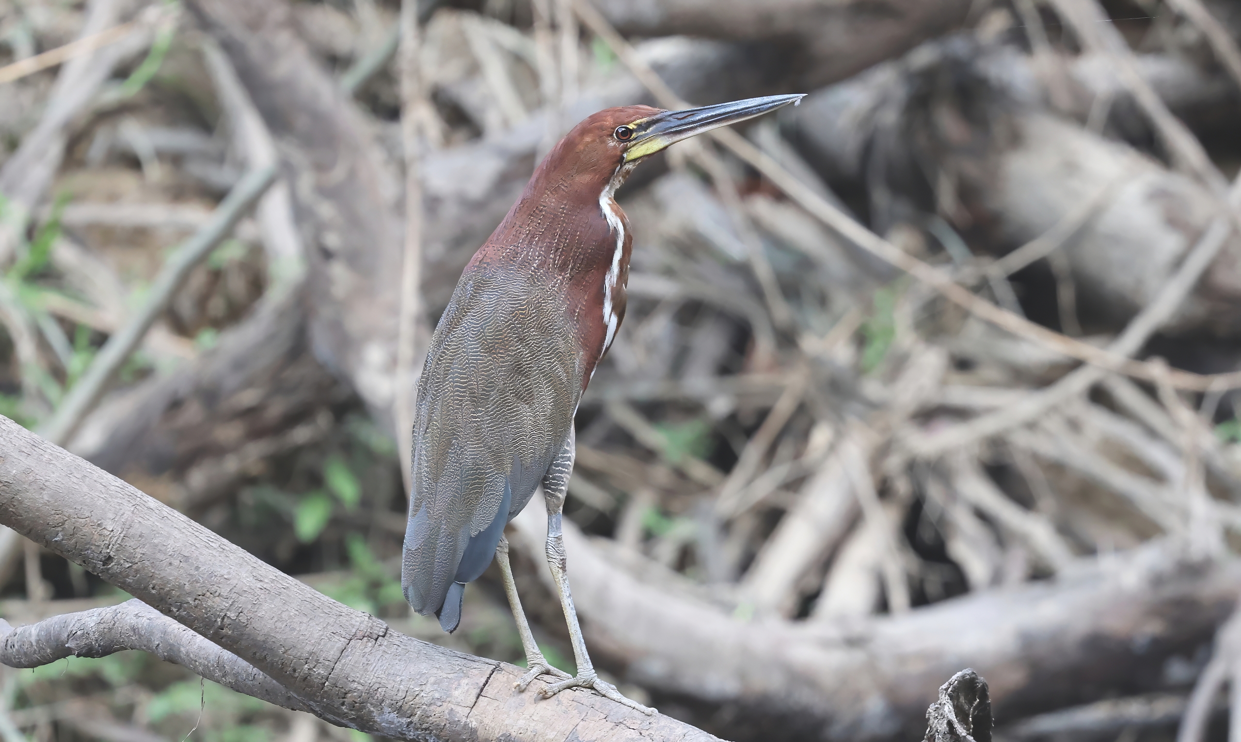 Rufescent Tiger Heron © Chris Collins