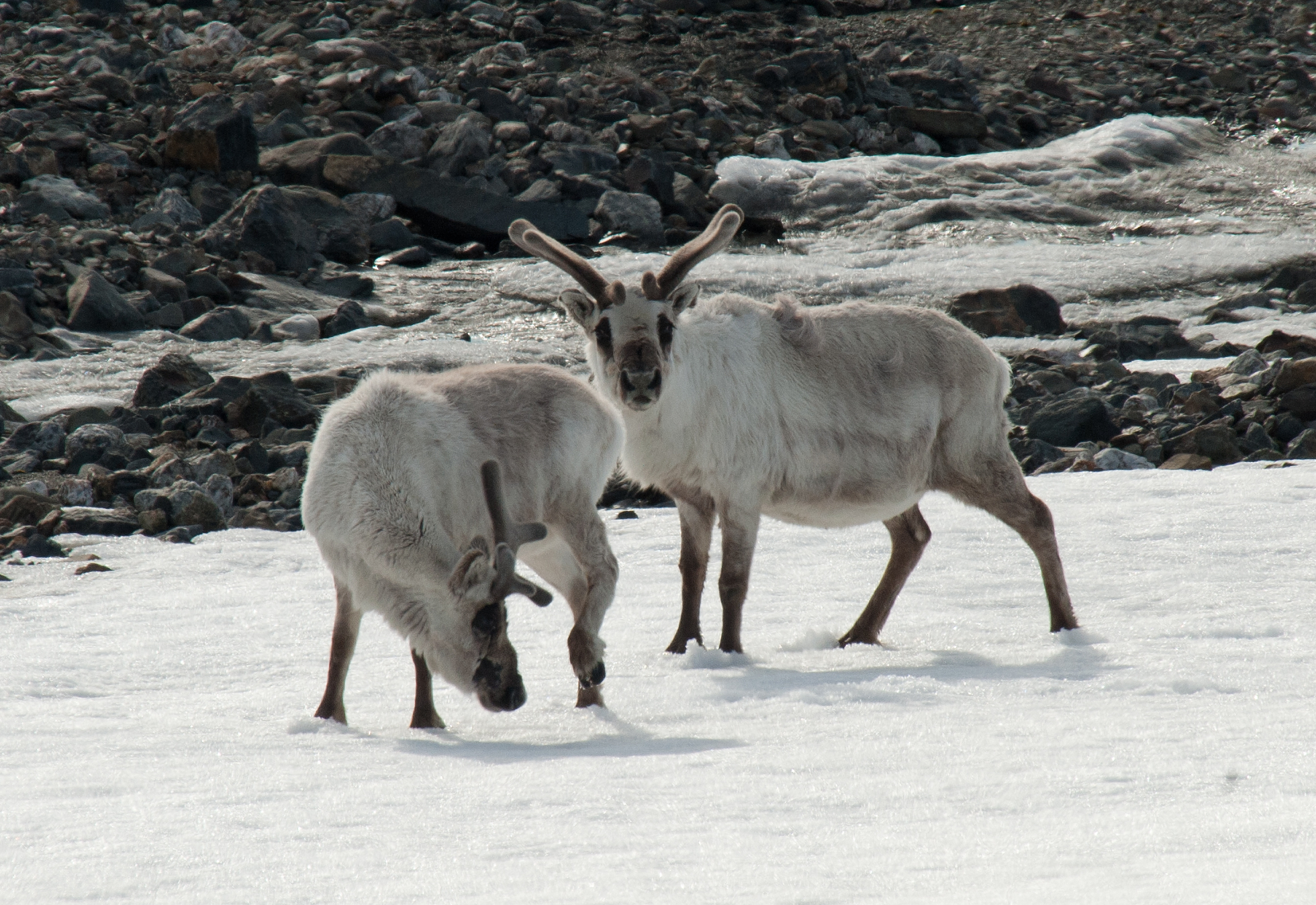 Svalbard Reindeer, Spitsbergen © Erwin Vermeulen, Oceanwide Expeditions